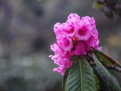 Pink-Rhododendron-Flower-in-Bhutan
